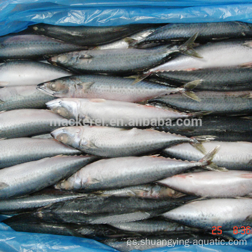 Pescado de caballa del Pacífico congelado chino para alimentos enlatados